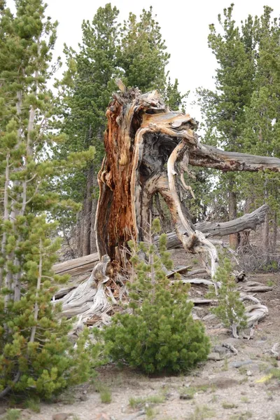 DSC_3114 (Large).JPG